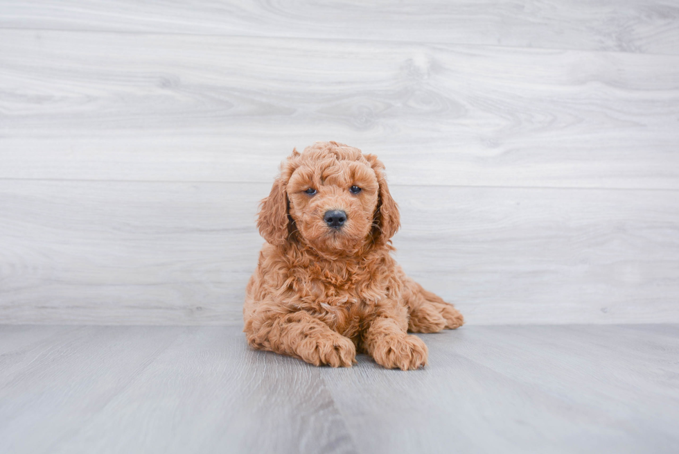 Smart Mini Goldendoodle Poodle Mix Pup