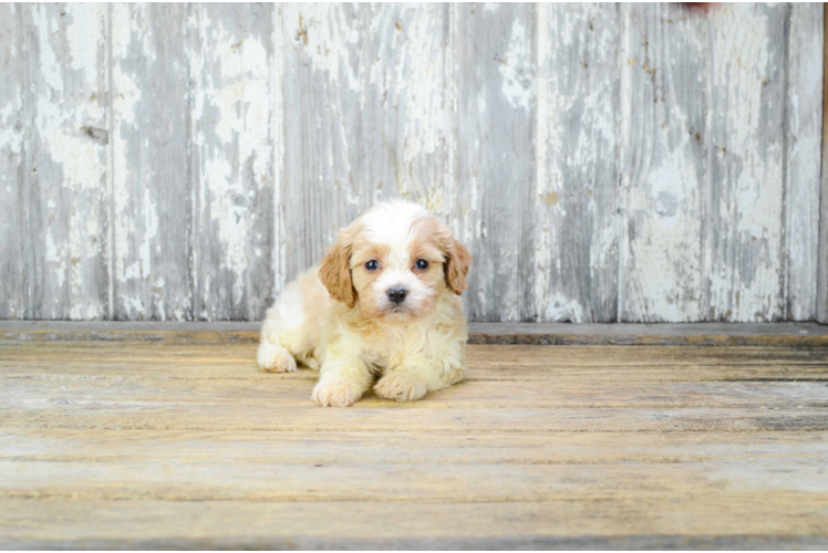 Sweet Cavachon Baby