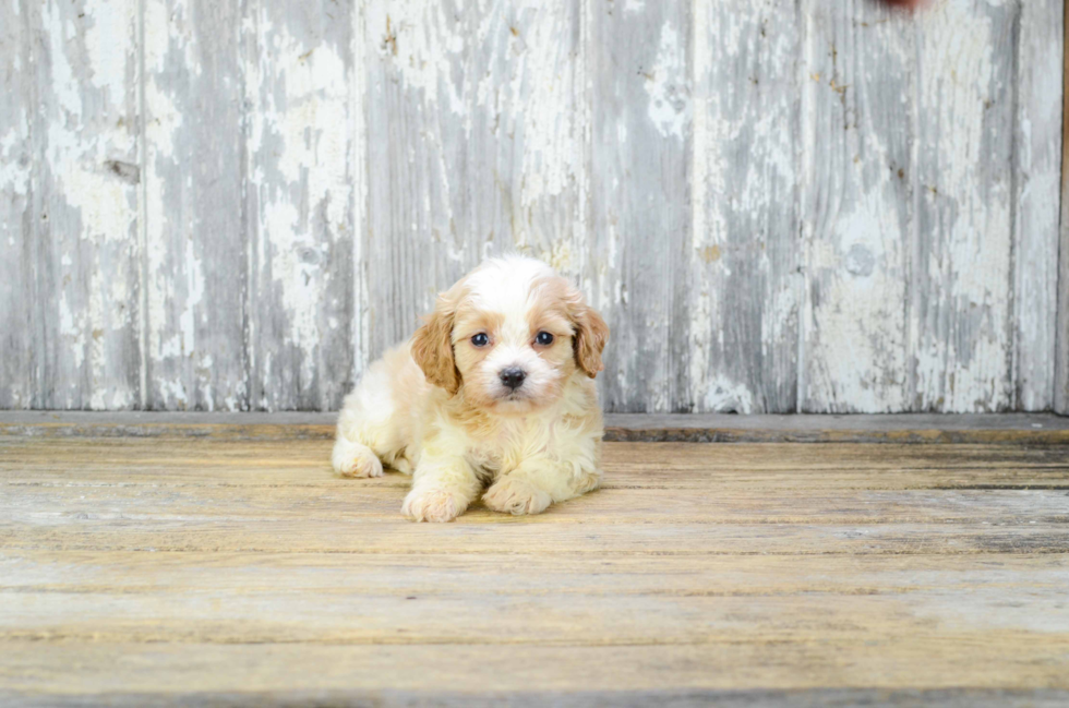 Sweet Cavachon Baby