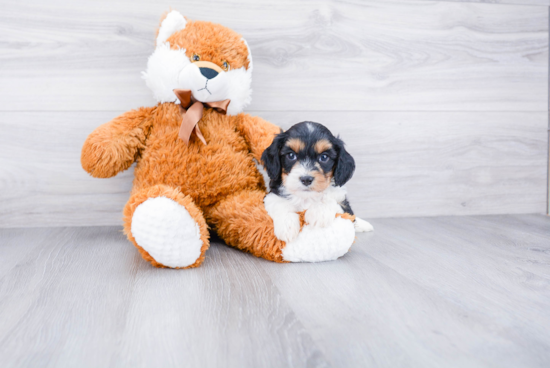 Fluffy Cavachon Designer Pup