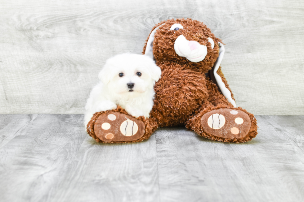 Maltese Puppy for Adoption