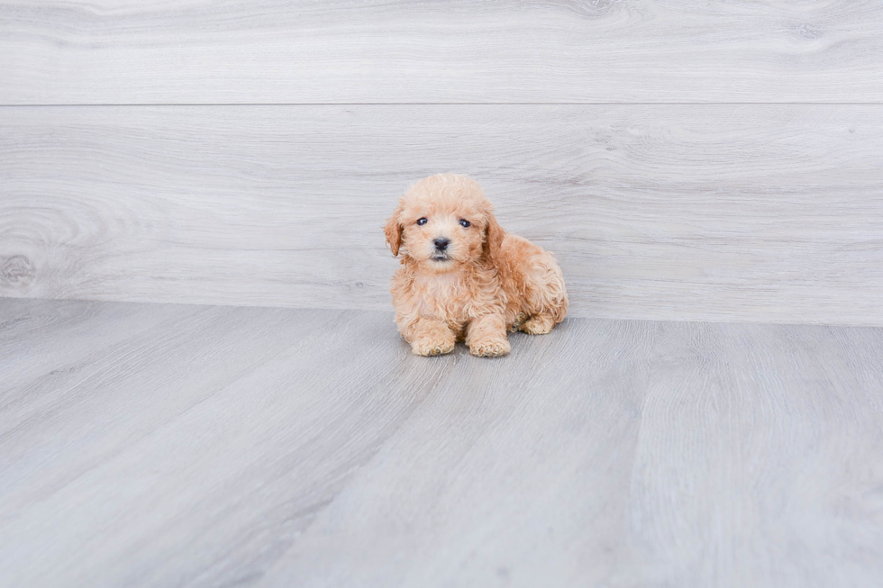 Maltipoo Puppy for Adoption