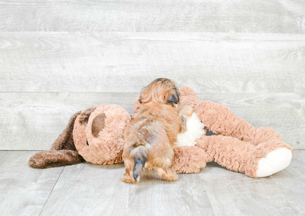 Morkie Puppy for Adoption