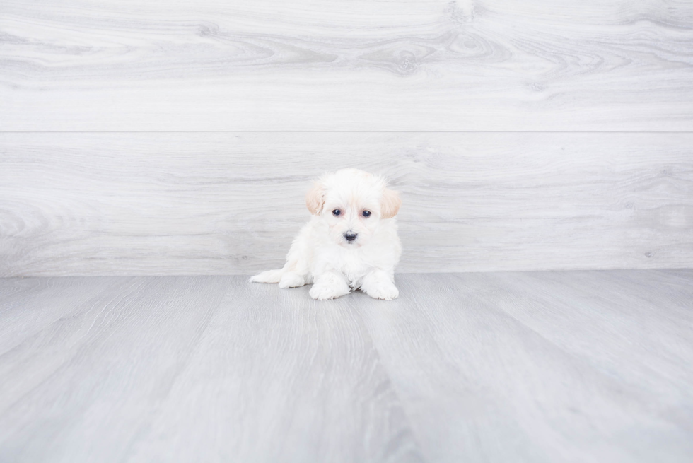 Maltipoo Puppy for Adoption