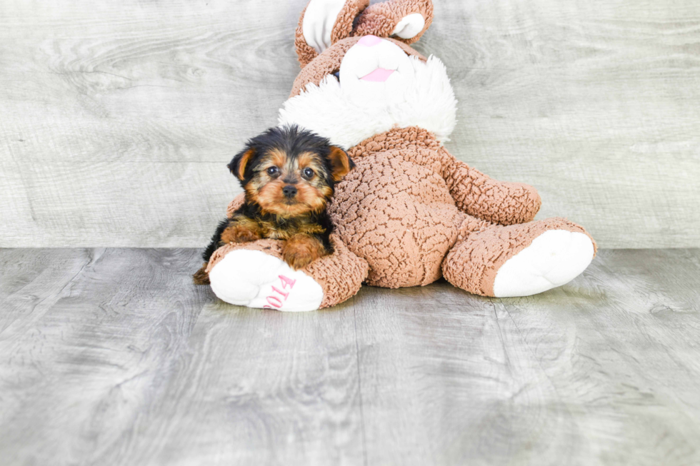 Meet Izzie - our Yorkshire Terrier Puppy Photo 