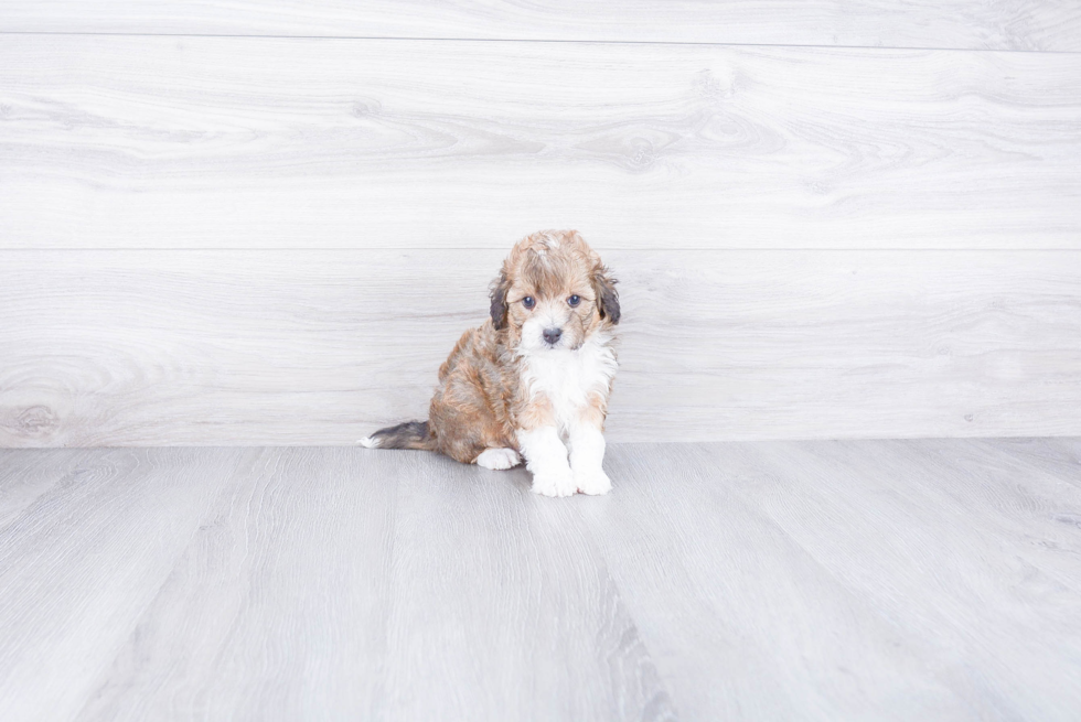 Petite Mini Bernedoodle Poodle Mix Pup