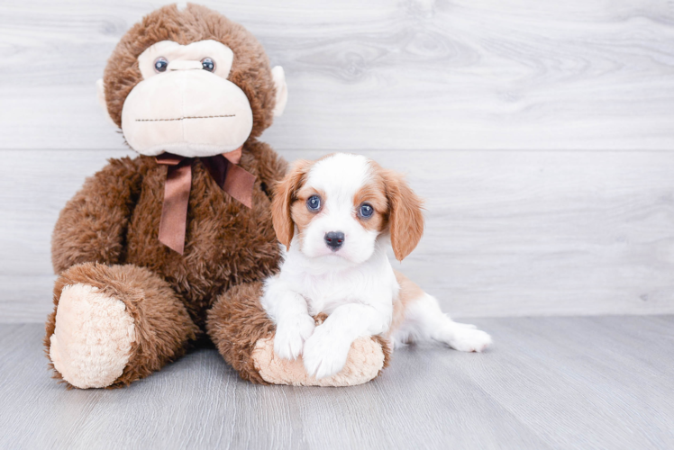 Akc Registered Cavalier King Charles Spaniel Baby