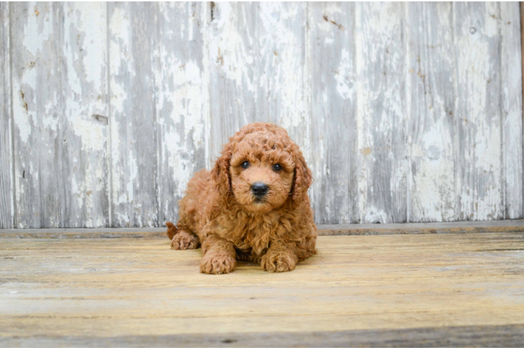 Friendly Mini Goldendoodle Baby