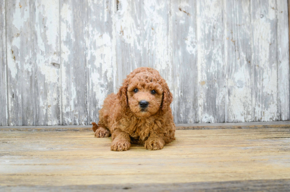 Friendly Mini Goldendoodle Baby