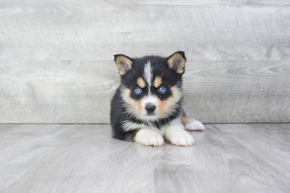 Smart Pomsky Designer Pup