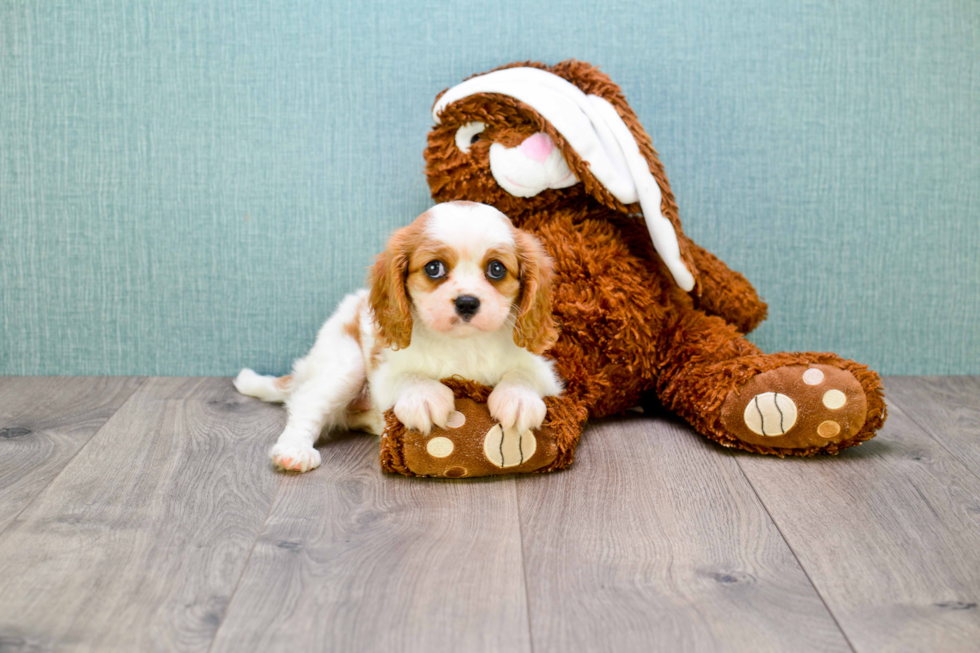 Cavalier King Charles Spaniel Puppy for Adoption