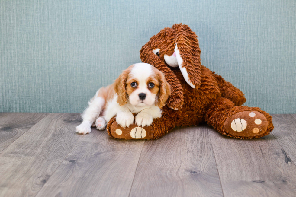 Cavalier King Charles Spaniel Pup Being Cute