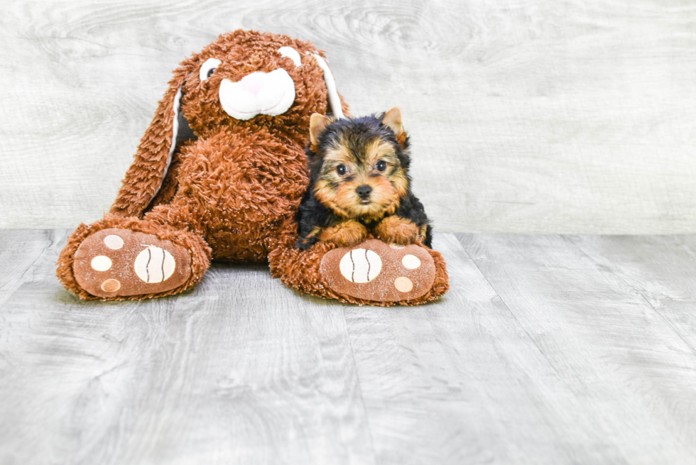 Meet Giselle - our Yorkshire Terrier Puppy Photo 