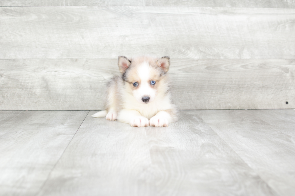 Best Pomsky Baby