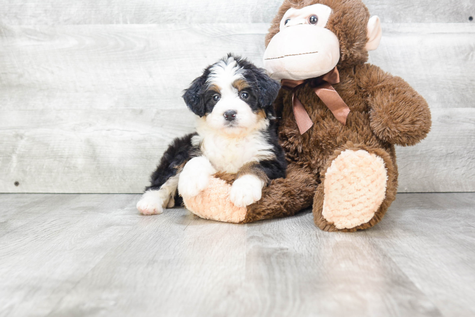 Mini Bernedoodle Pup Being Cute