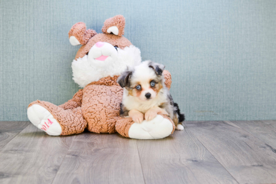 Energetic Aussiepoo Poodle Mix Puppy