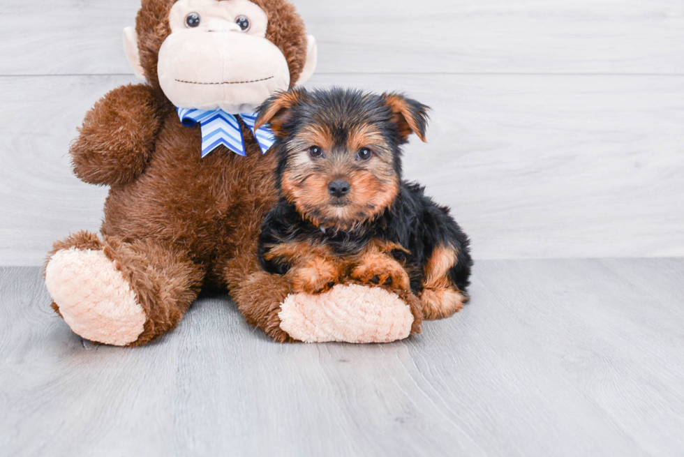 Meet Jenkins - our Yorkshire Terrier Puppy Photo 