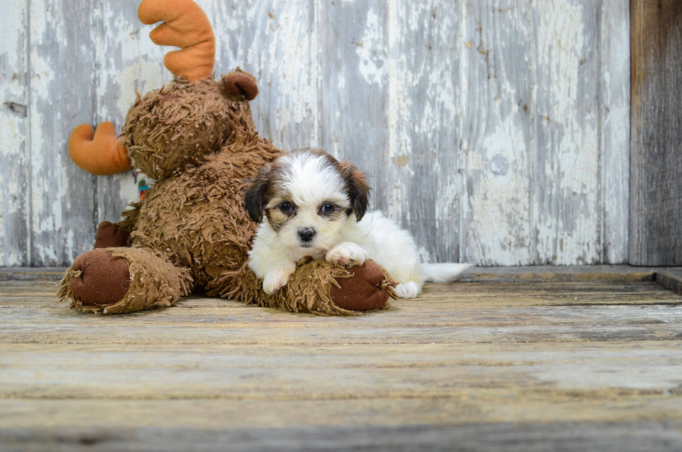 Happy Teddy Bear Baby