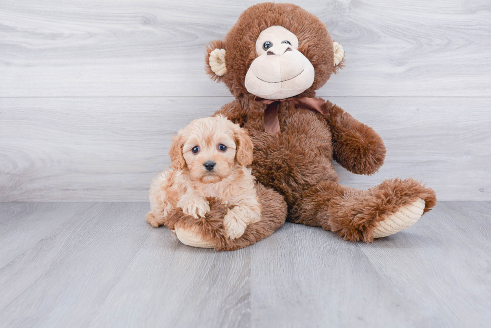 Cavapoo Pup Being Cute