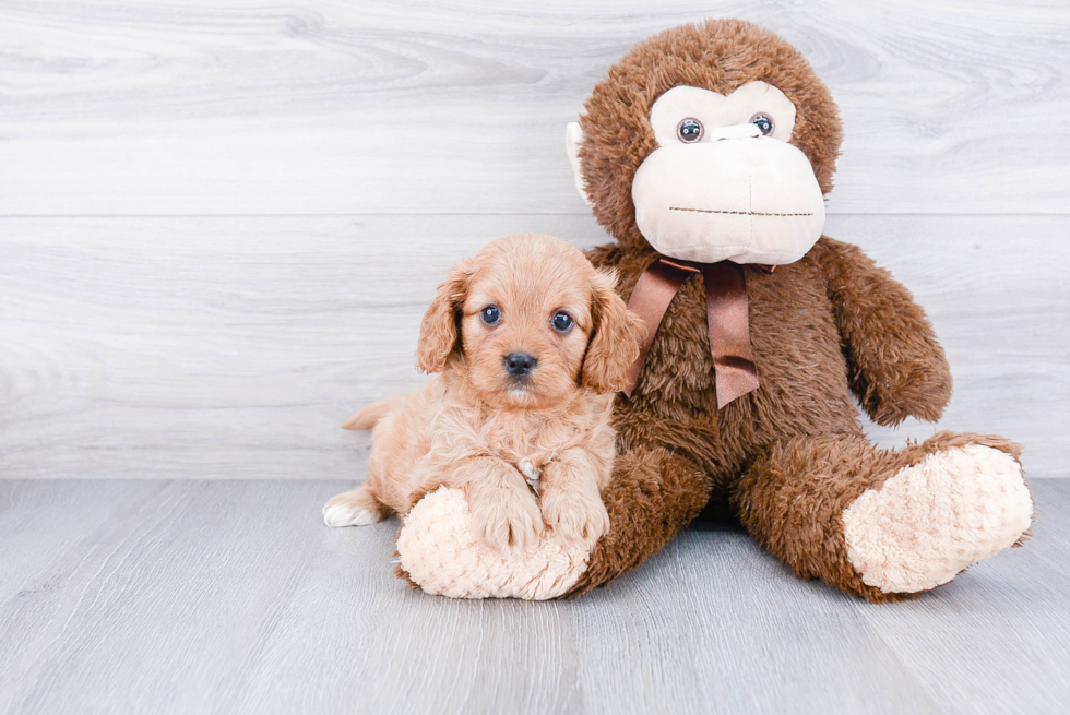 Funny Cavapoo Poodle Mix Pup