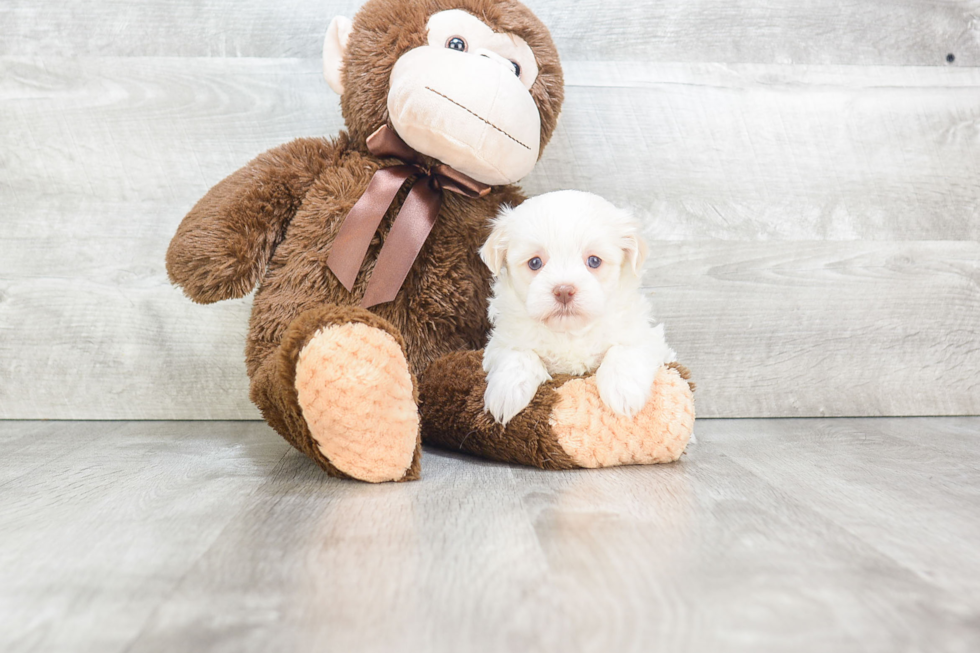 Best Havanese Baby