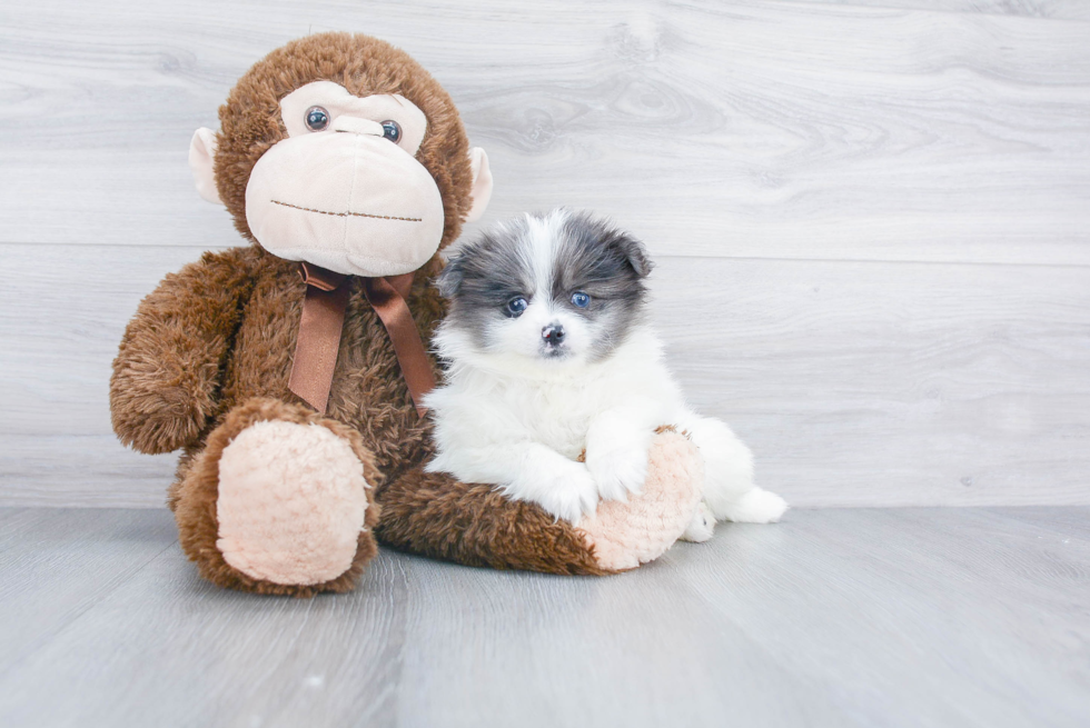 Friendly Pomeranian Baby