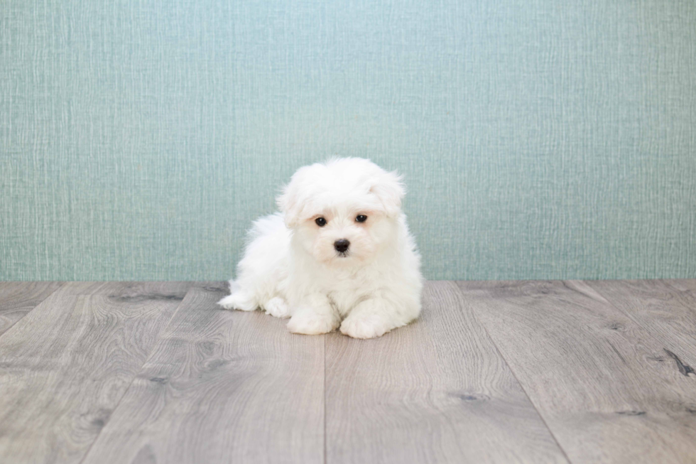 Maltese Pup Being Cute