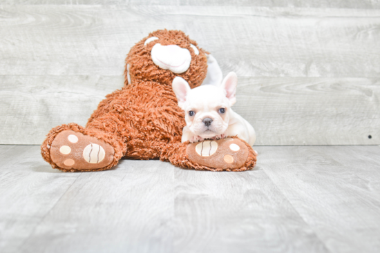 Cute Frenchie Purebred Puppy