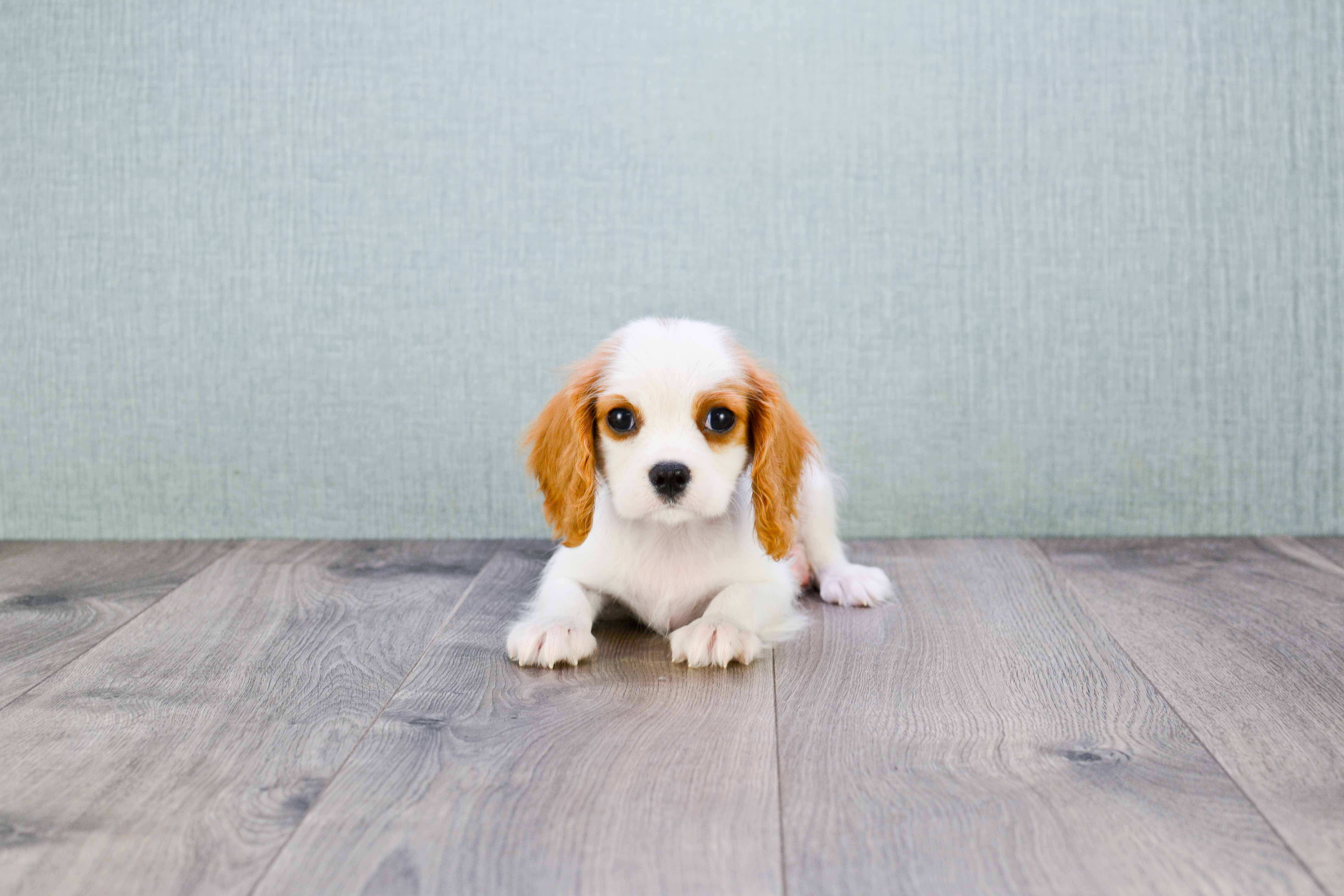 Cute Cavalier King Charles Spaniel Purebred Puppy