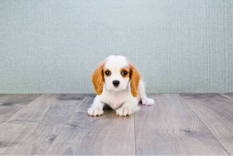 Cute Cavalier King Charles Spaniel Purebred Puppy