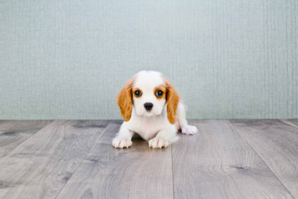 Cute Cavalier King Charles Spaniel Purebred Puppy