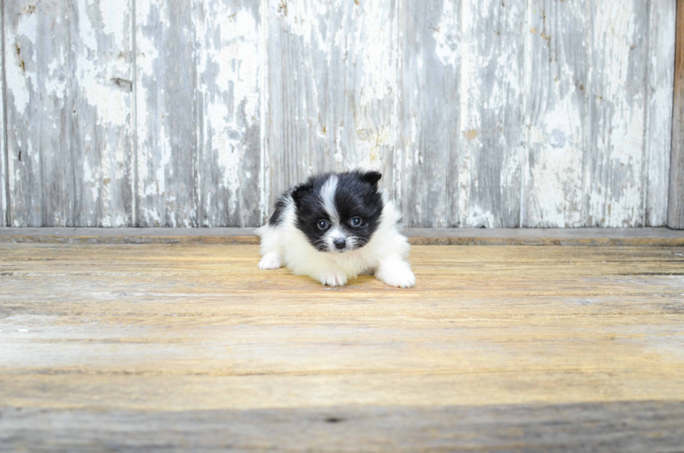 Pomeranian Puppy for Adoption