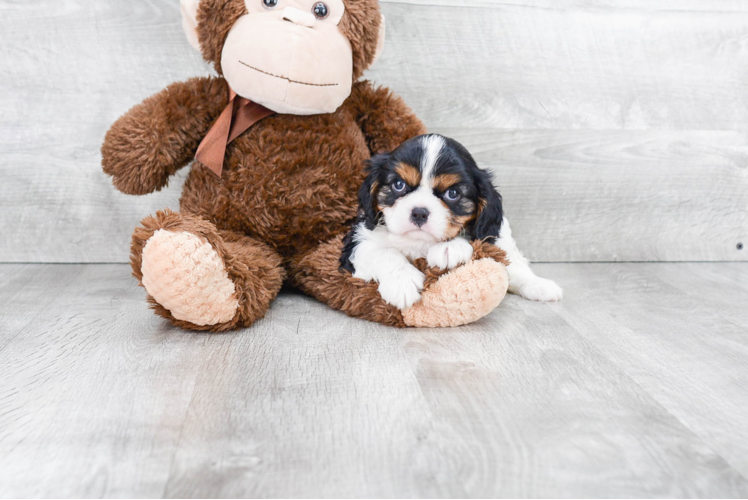 Fluffy Cavalier King Charles Spaniel Purebred Puppy
