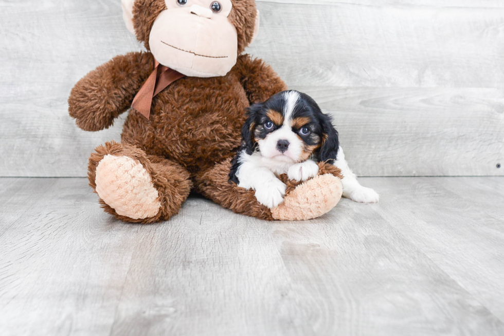 Fluffy Cavalier King Charles Spaniel Purebred Puppy