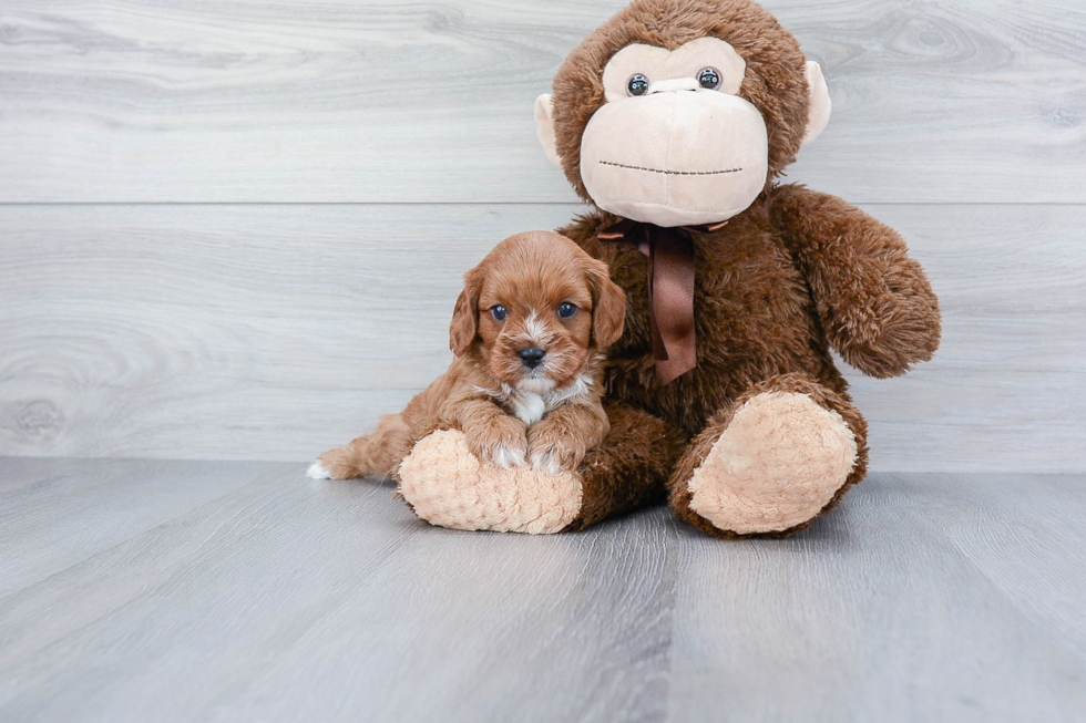 Best Cavapoo Baby