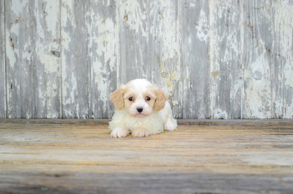 Small Cavachon Baby