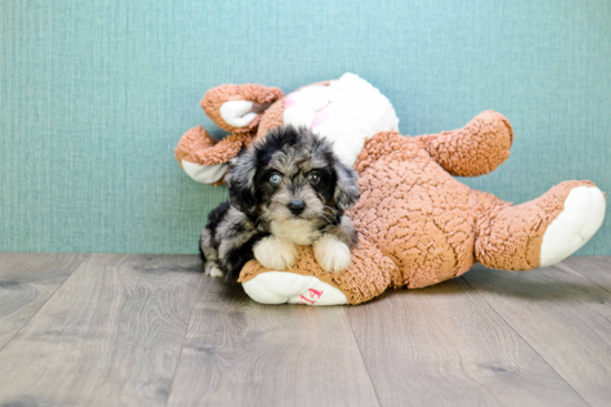 Small Yorkie Poo Baby