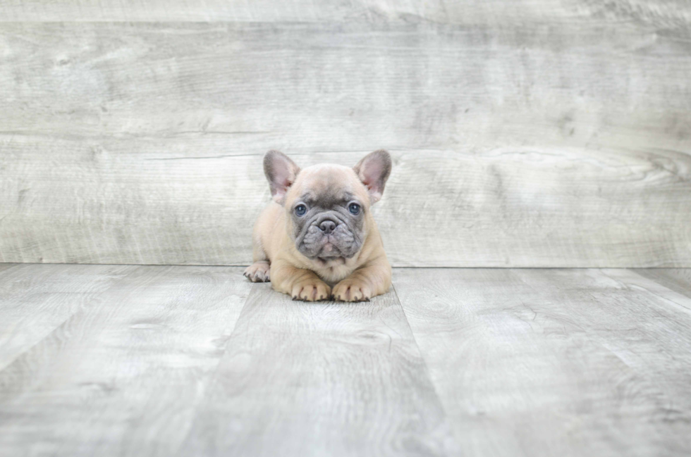 Popular French Bulldog Purebred Pup