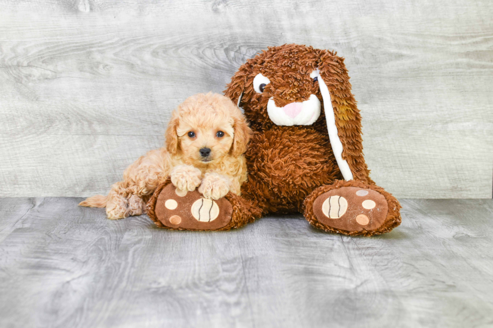 Hypoallergenic Cavoodle Poodle Mix Puppy