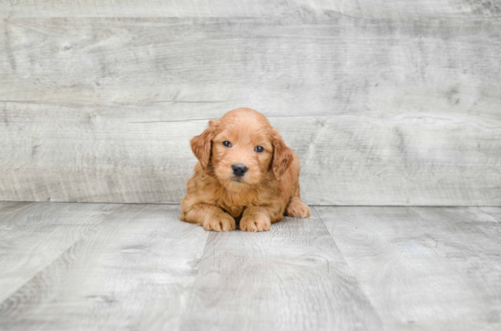 Mini Goldendoodle Puppy for Adoption