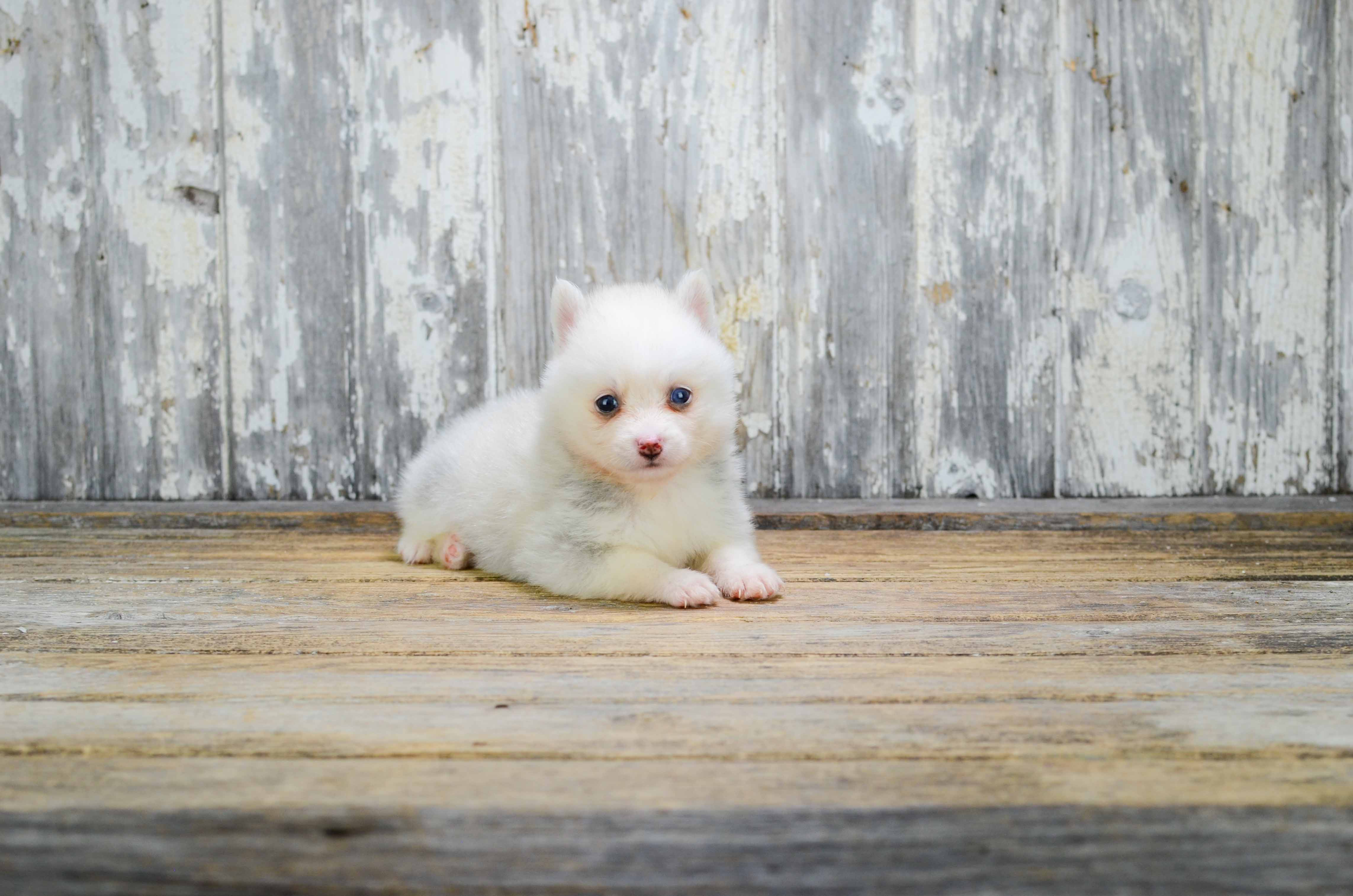 Pomsky Pup Being Cute
