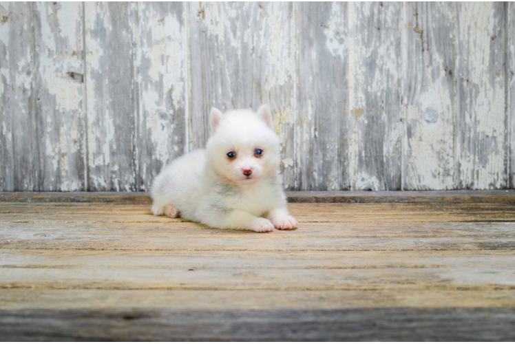 Pomsky Pup Being Cute