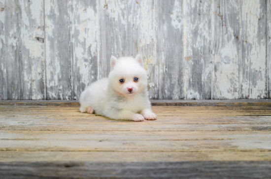 Pomsky Pup Being Cute