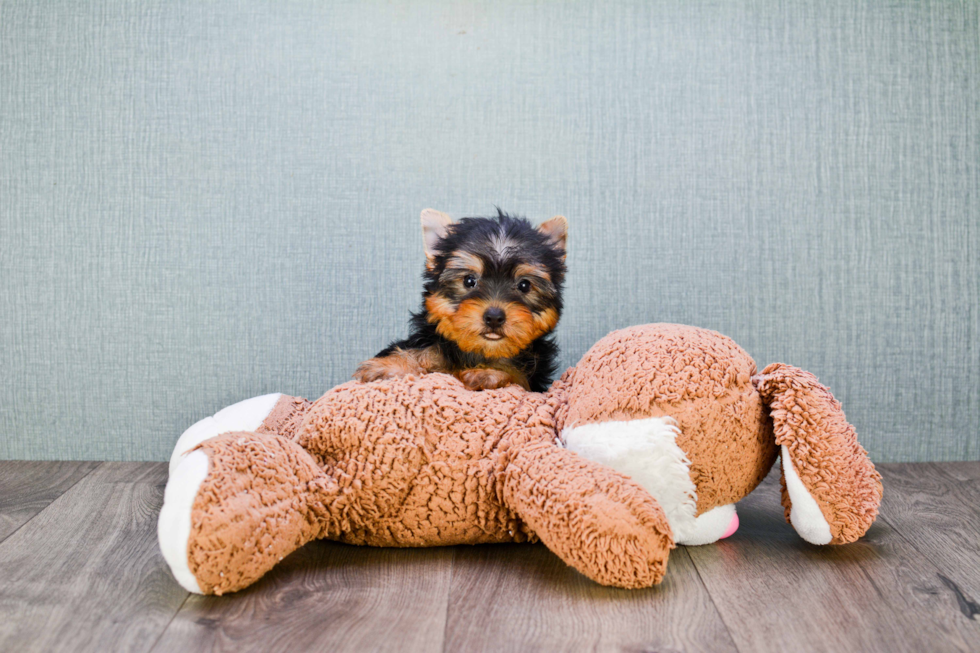 Meet Izzie - our Yorkshire Terrier Puppy Photo 