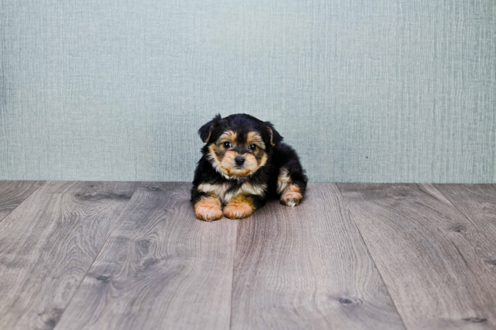 Morkie Puppy for Adoption