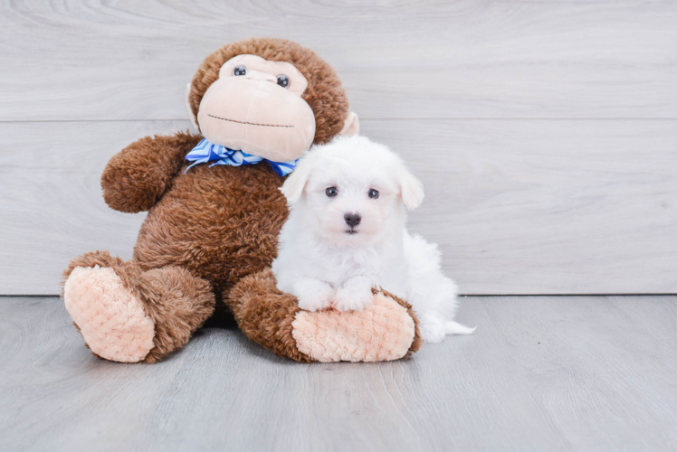 Maltese Pup Being Cute