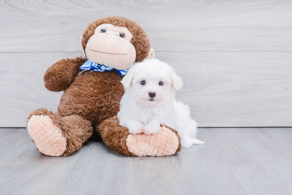 Maltese Pup Being Cute