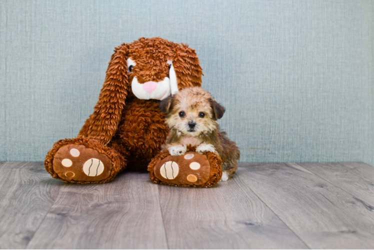 Best Morkie Baby