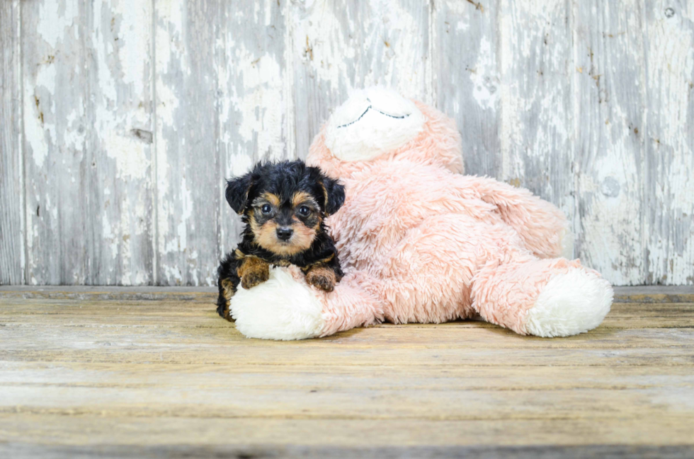 Playful Yorkie Doodle Poodle Mix Puppy