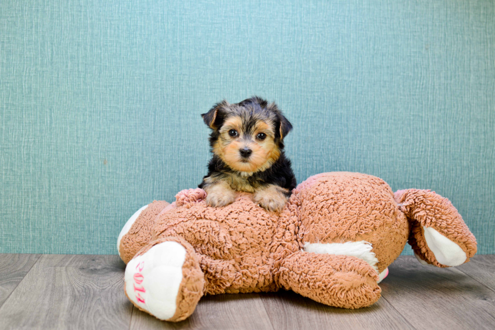 Adorable Yorkie Designer Puppy